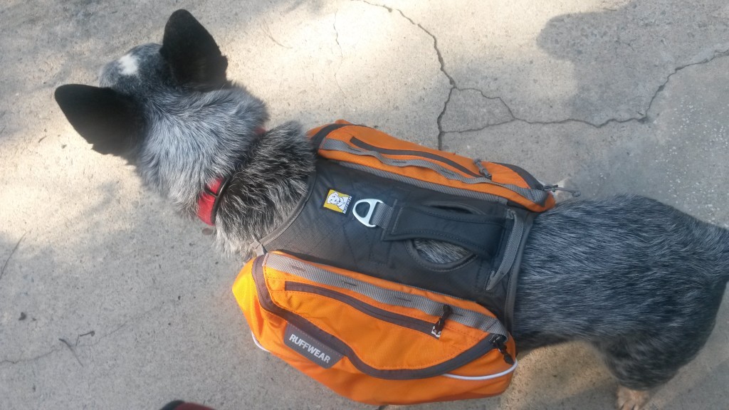 Dog Backpack: Oakley in his backpck