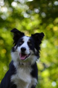 Starting Long Distance Running - Border Collie